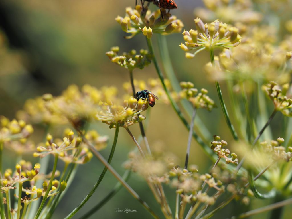 Imenottero da identificare: Chrysis scutellaris